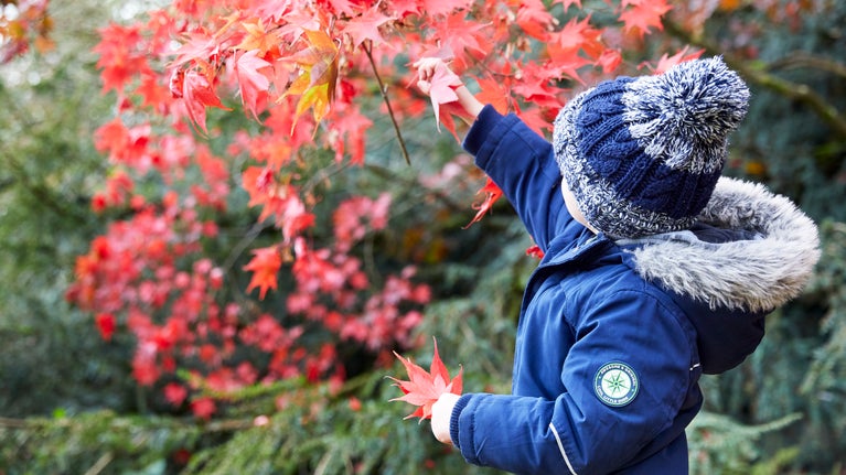 Child reaching for red leaves during Autumn
